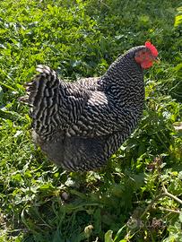 Coppia Galline Amrock