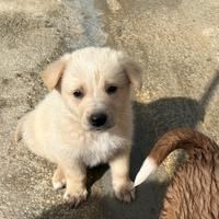 Cucciolino in adozione