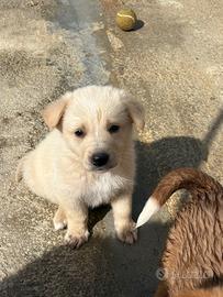 Cucciolino in adozione