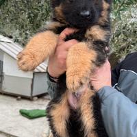 Cuccioli di pastore tedesco pelo lungo