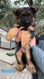 Cuccioli di pastore tedesco pelo lungo