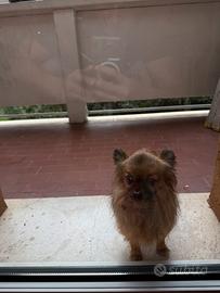 Chihuahua a pelo lungo