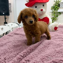 Barboncino (barbone) toy fulvo red brown