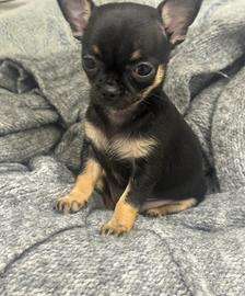 Cuccioli di chihuahua maschi e femmine
