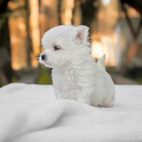 Cucciola di Maltese