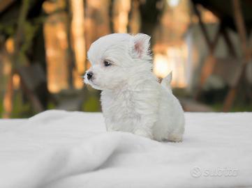 Cucciola di Maltese
