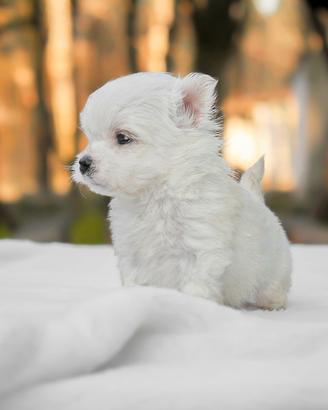 Cucciola di Maltese
