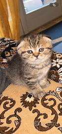 Gattini Scottish Fold e Straight