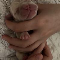 Cuccioli di Labrador Retriver con Pedigree