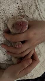 Cuccioli di Labrador Retriver con Pedigree