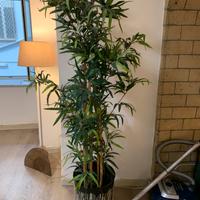 Pianta ornamentale