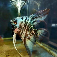 Scalare Blue marble adulto