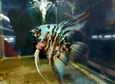 Scalare Blue marble adulto