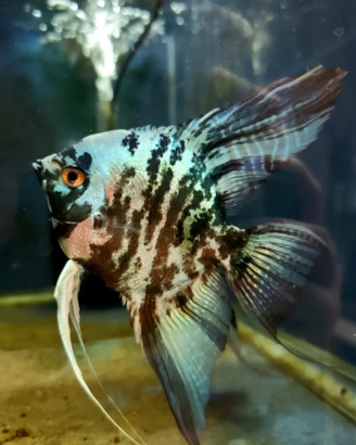 Scalare Blue marble adulto