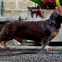 Disponibile per monta