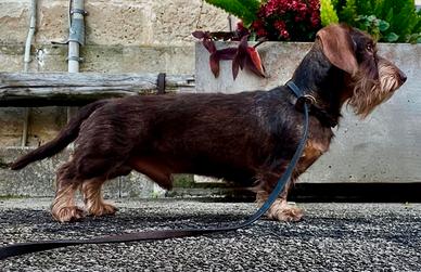 Disponibile per monta