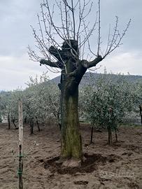 legna da opera per falegnameria 