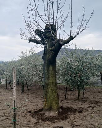 legna da opera per falegnameria ciliegio 