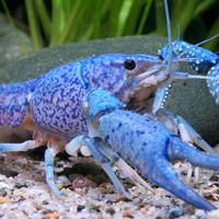 Gamberi e crostacei ornamentali acqua dolce