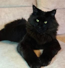 Maine Coon Taglia XL possibile pedigree libero