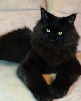 Maine Coon Taglia XL possibile pedigree libero