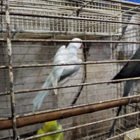 Parrocchetti dal collare adulti