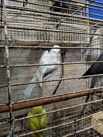 Parrocchetti dal collare adulti