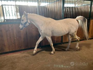 Cavallo arabo