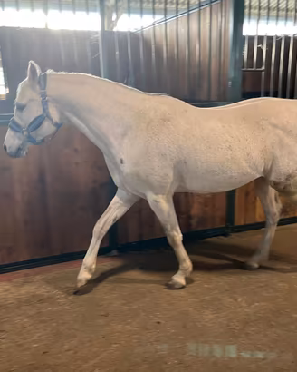 Cavallo arabo