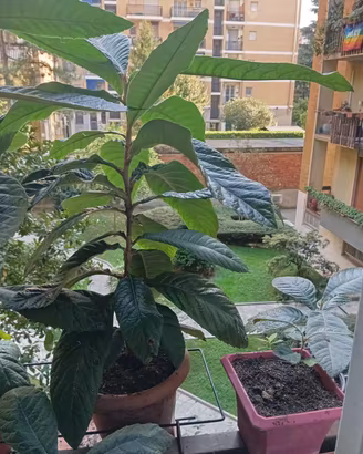 Pianta di nespolo, altezza cm 80, in vaso rotondo