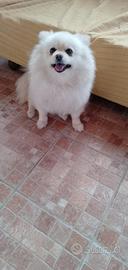 Volpina Spitz Nana
