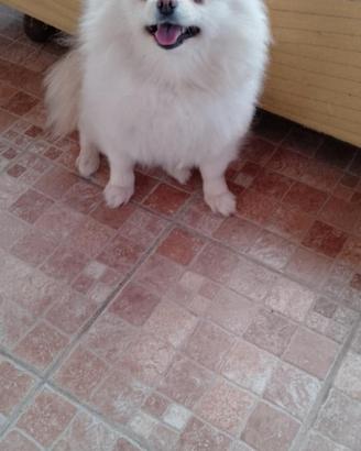 Volpina Spitz Nana
