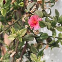 Piante di Aptenia Cordifolia (pianta del cuore) 🌸