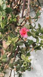 Piante di Aptenia Cordifolia (pianta del cuore) 🌸