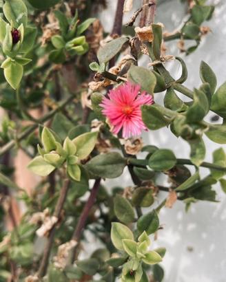 Piante di Aptenia Cordifolia (pianta del cuore) 🌸
