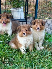 cuccioli di Pastore Scozzese 