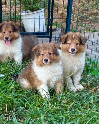 cuccioli di Pastore Scozzese 
