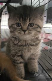 British shorthair