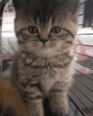 British shorthair