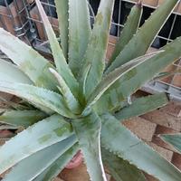 pianta di aloe vera