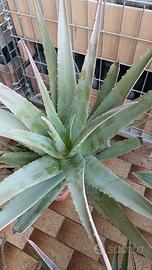 pianta di aloe vera