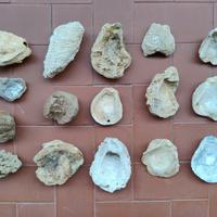 Fossili vari esemplari e tipologie