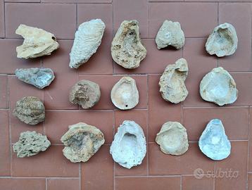 Fossili vari esemplari e tipologie