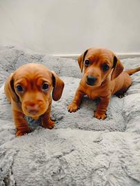 Cuccioli bassotto Kaninchen