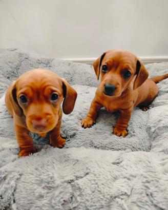 Cuccioli bassotto Kaninchen