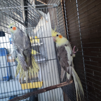 Disponibili calopside è coppie di kakariti