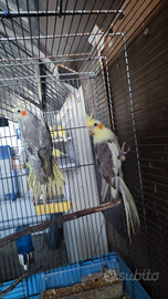 Disponibili calopside è coppie di kakariti