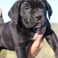 Cane corso cuccioli neri