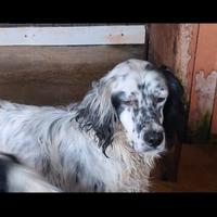 Cucciolotto di Setter Inglese