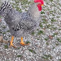 Gallo amrock
